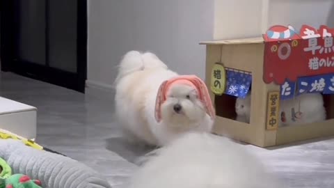 Adorable Cotton Veil Dogs in Action