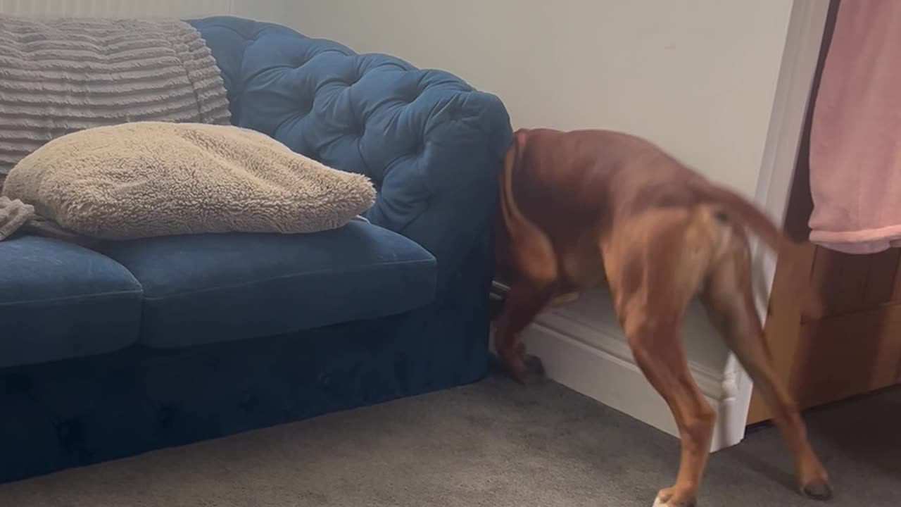 Boxer Dog Determined to Reach Dropped Ball