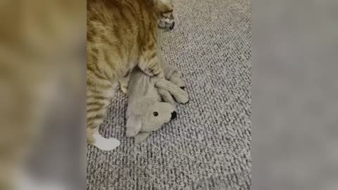 Funny Cats Compilations😂 try not to laugh impossible challenge - Kitty Vines (1080p, h264) 
