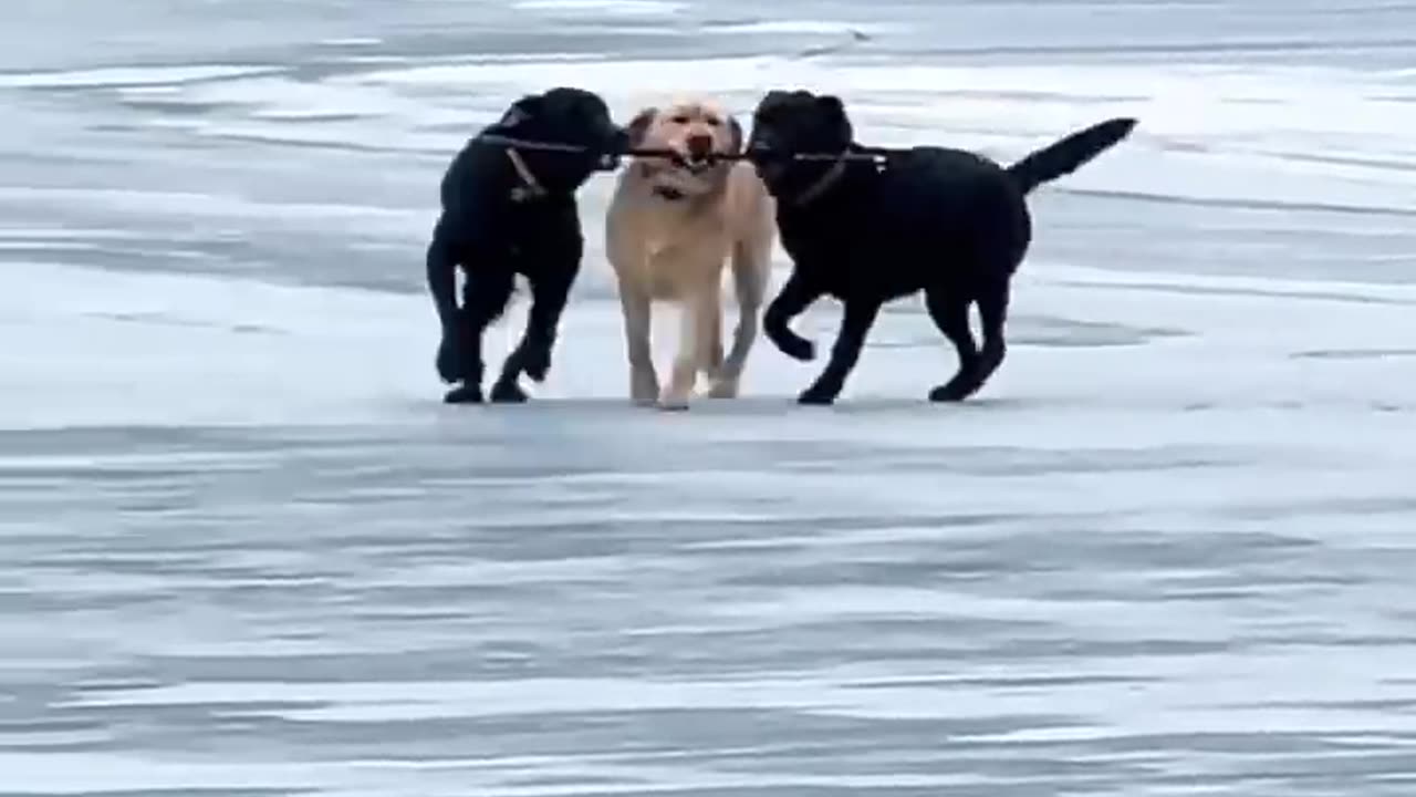 ICE ICE BABY! Is This the Funniest Stick Fetch EVER