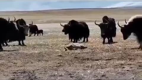 animals