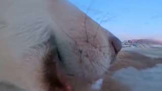 Un perro travieso convierte una cámara de 700 dólares en su juguete