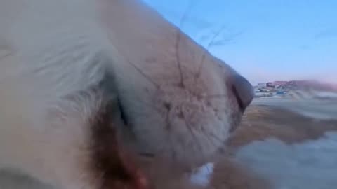 Un perro travieso convierte una cámara de 700 dólares en su juguete