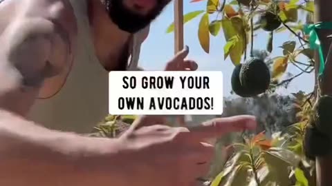 So many of us eat avocados, but imagine growing your own!