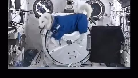🤯🐒 You Won't Believe These Animals in Zero Gravity! | FeedMyCuriosity