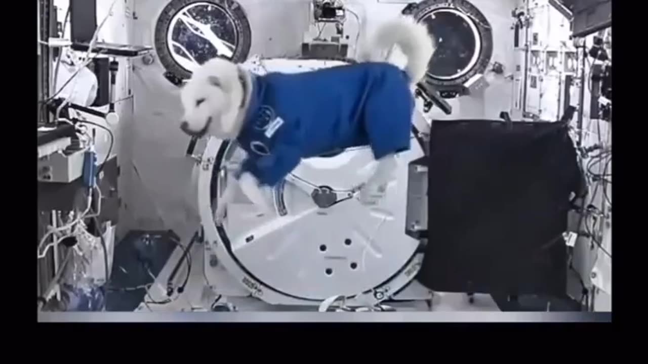 🤯🐒 You Won't Believe These Animals in Zero Gravity! | FeedMyCuriosity