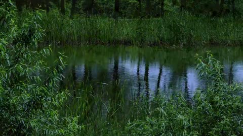 4K Relaxing Nature Sounds - Short Video Clips of Nature