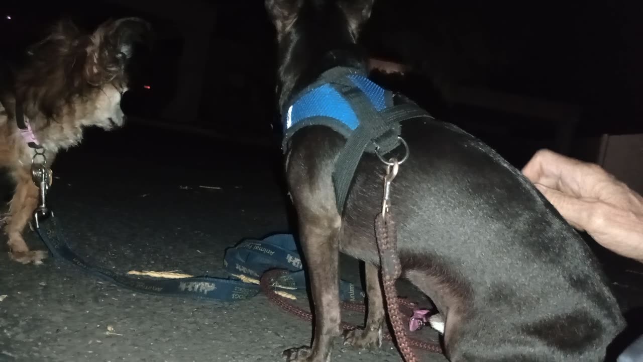 Villanova Paco doggie walk midway rest area Very quiet, temp's decreasing 2 sixties2025101424