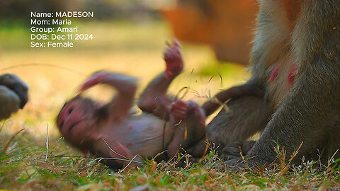 Dedicate To Baby monkey MADISON : 1st - Last Day In The Memory