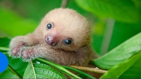Cute Animals 19