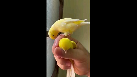 Canary