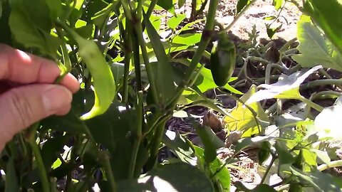 Banana Pepper Grafted Onto A Jalapeno Pepper Plant