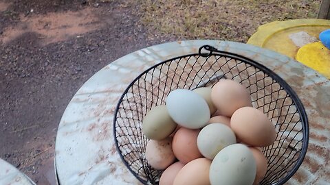 Planning the garden. your input is appreciated.