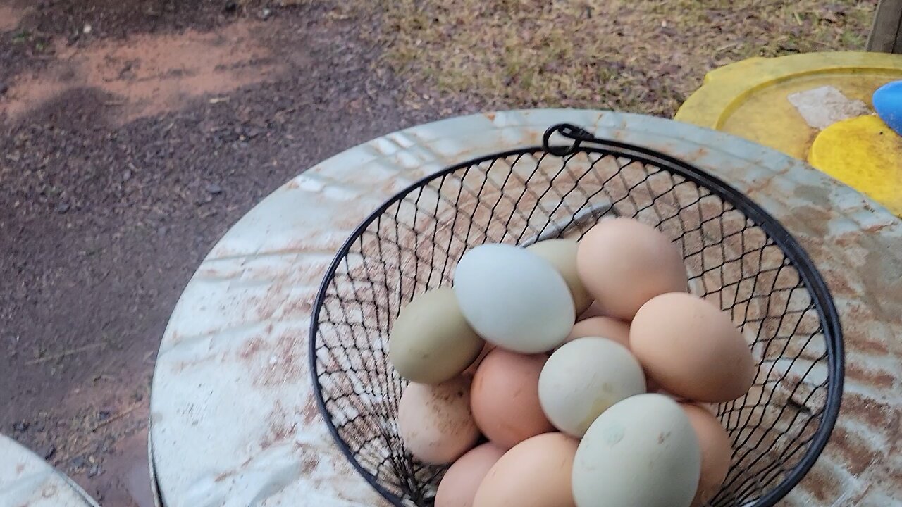 Planning the garden. your input is appreciated.