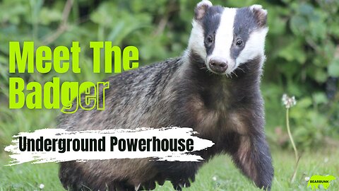 Badgers: Underground Powerhouse - Tough, Clever, and Full of Surprises