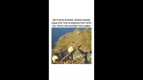 Even Birds and Animals also have Couple fight