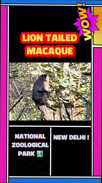 Lion Tailed Macaque 🦁: Rare Encounters in Western Ghats Rainforest