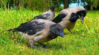 Family of the Hooded Crow from My Hand Feeding Videos