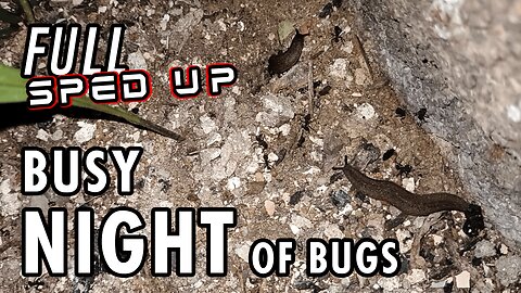 ASMR | Just as I like it. One night with lots of bugs here and there - 2h 45' Sped up