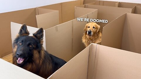 Can My Dogs Escape The Maze? Golden Retrievers vs. German Shepherd