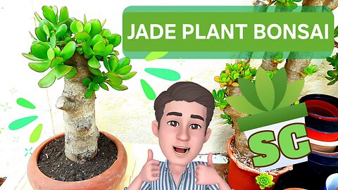 How to make a Jade plant Bonsai