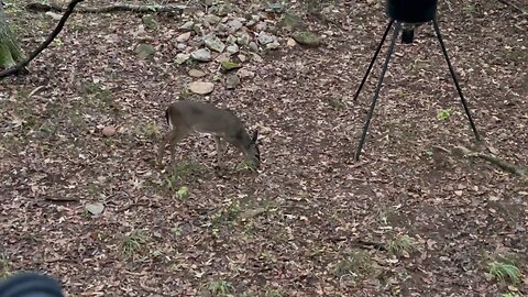 Wahuhi Hunts - Rock Dam - Oct 28, 2025 - S3