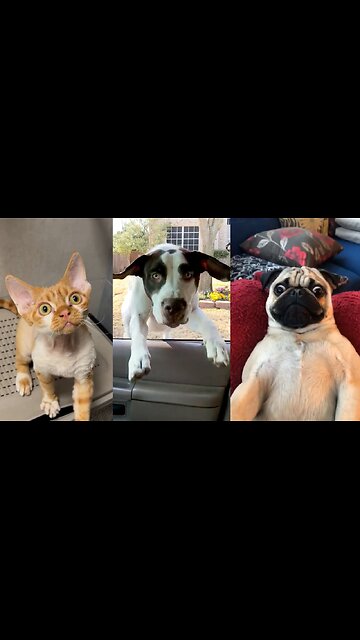 Funny Animals 2025 😂 - Funniest Cats and Dogs video 🐱 🐶