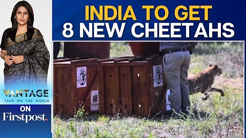 India's Project Cheetah Gets 8 New Members from Botswana | Vantage with Palki Sharma | N18G