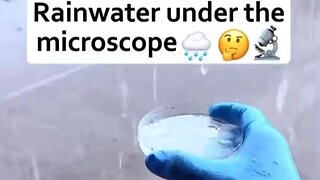 Rainwater under the microscope