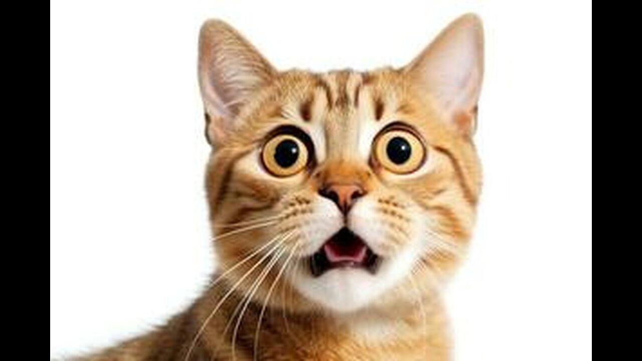 Funny and Cute Cats Collection - Part 15
