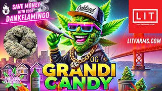 Tying Grandi Candy from Lit Farms! The Dank Flamingo Review!!