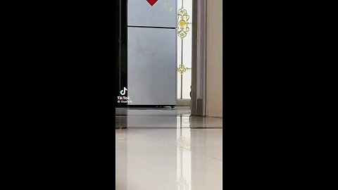 Cat - gato