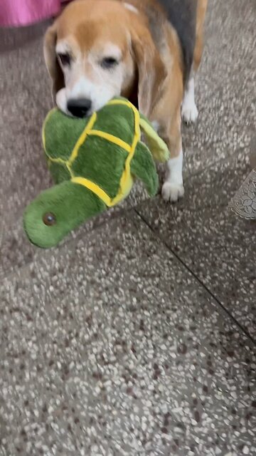 #Shorts #trending#viral#cat#dog#puppy#kitten#funny_#funnyanimal#comed#video#funny#cute