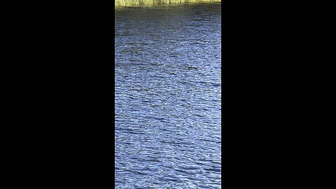 Swamp puppy in the lake behind pool