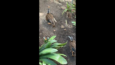 Laysan Ducks 🦆 #laysanducks #followme #ducks #trending #viral #shorts