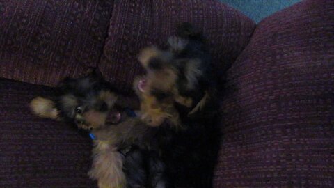 Batman & Chewy -- Won't sit still for a picture #funnydogs #yorkies