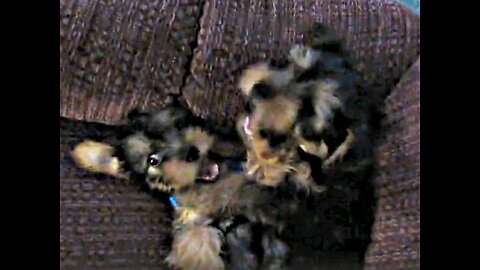 Batman & Chewy -- Won't sit still for a picture #funnydogs #yorkies