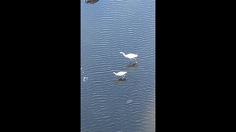 Two Egrets & Mallard Ducks 🦆 #viral #trending #shorts #egrets #mallardducks #followme