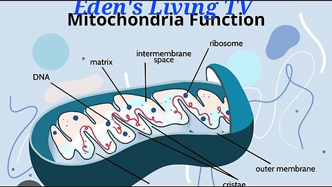 What is your Mitochondria and how to support it with Lady Eden