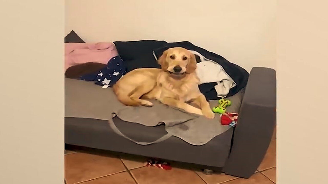Funniest Animals Videos Part 70