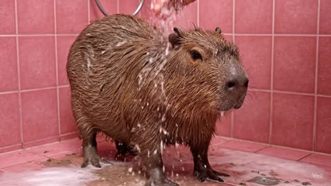 A capybara taking a shower.