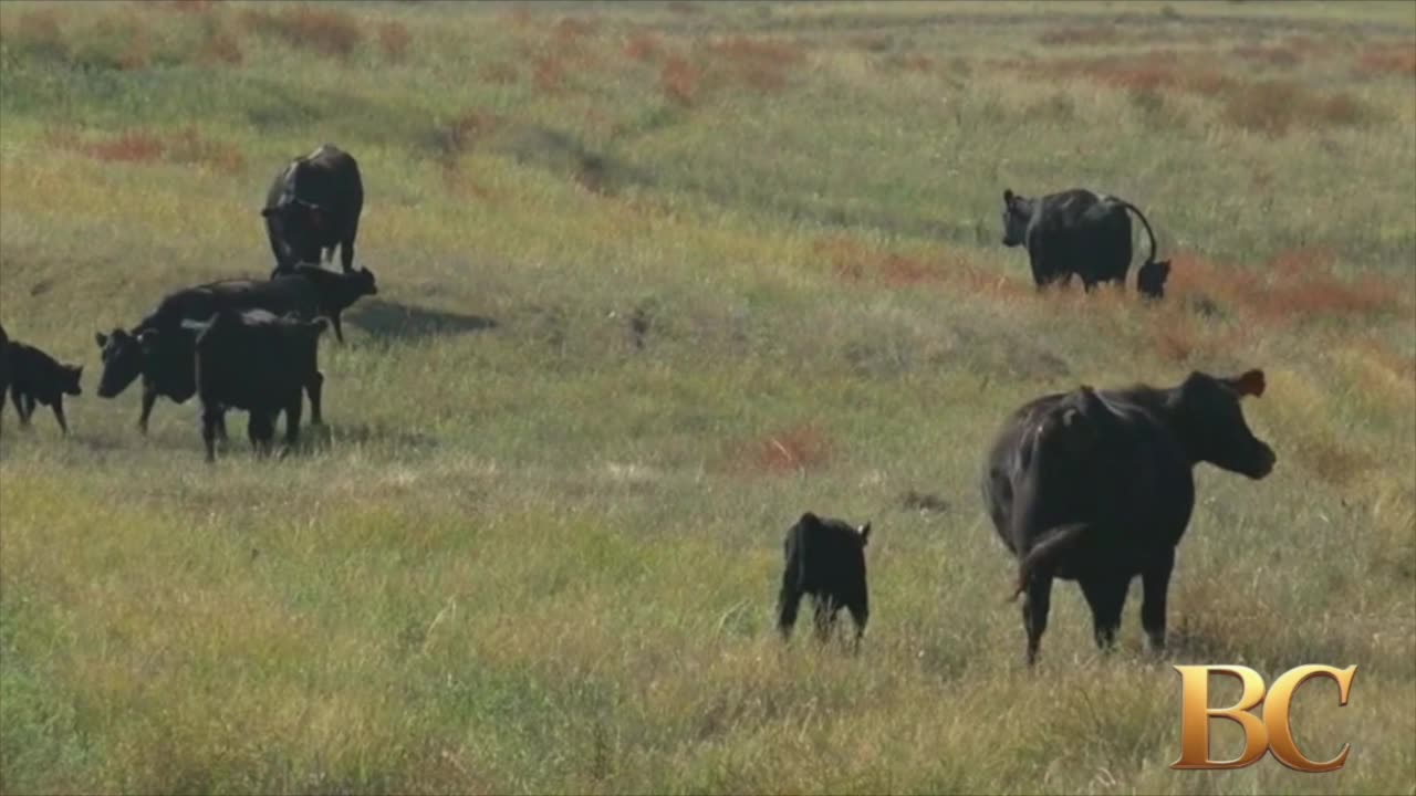 Beef producers hit back after Trump rips high prices