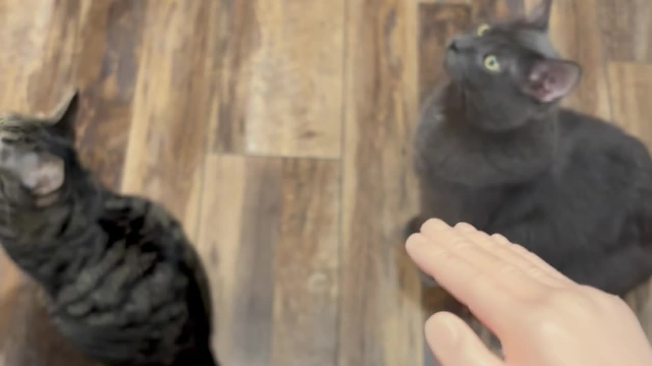 Wednesday Whiskers with SPH featuring bug hunting kitties. #funny #cats