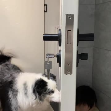 Puppy's Playful Moments