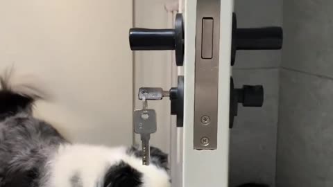 Puppy's Playful Moments