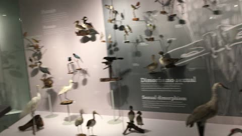 Centro Museum of Mexican Birds 1 (Saltillo, Coahuila, Mexico)