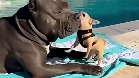 It's A Cat And Dog Story Again..😅😂😂