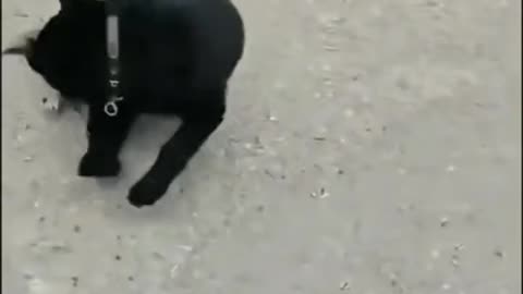 Funny video 😂📸