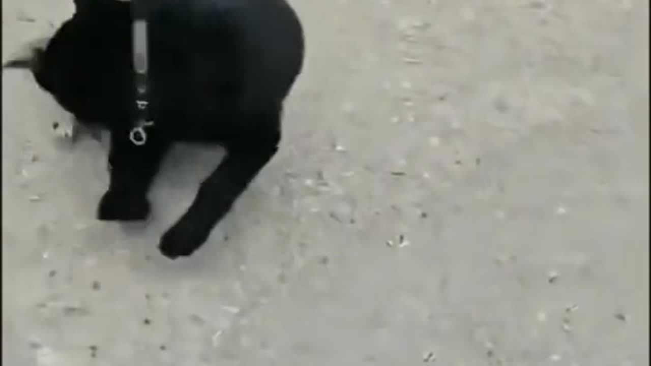 Funny video 😂📸