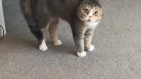 “😺 Funniest Cats Ever! 🐾 Hilarious Cat Moments That Will Make You Laugh Out Loud 😂”